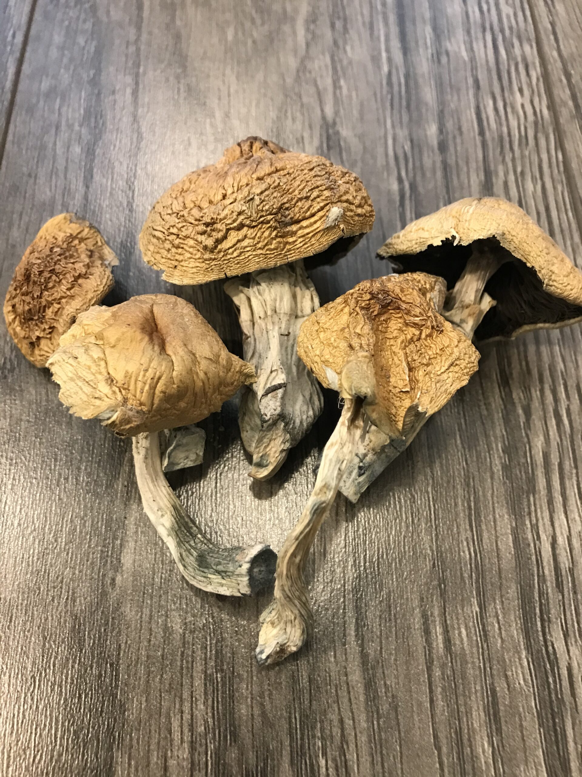 Alcabenzi cubensis 