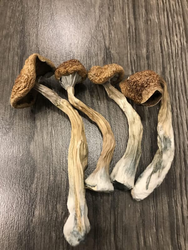 African Traskei cubensis 